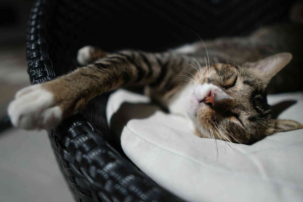 A cat sleeping on the side with it legs stretched out on a chair.