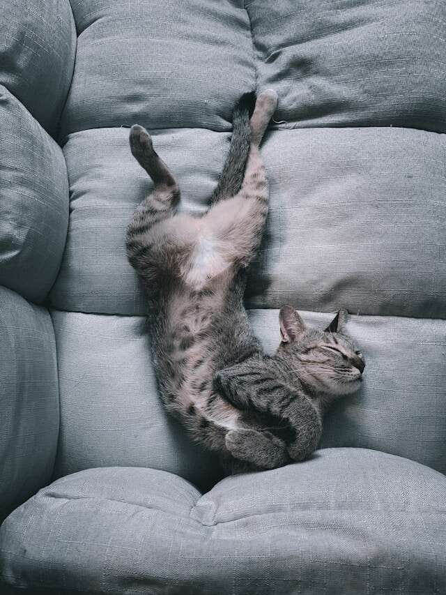 A cat sleeping in an awkward position on a sofa.