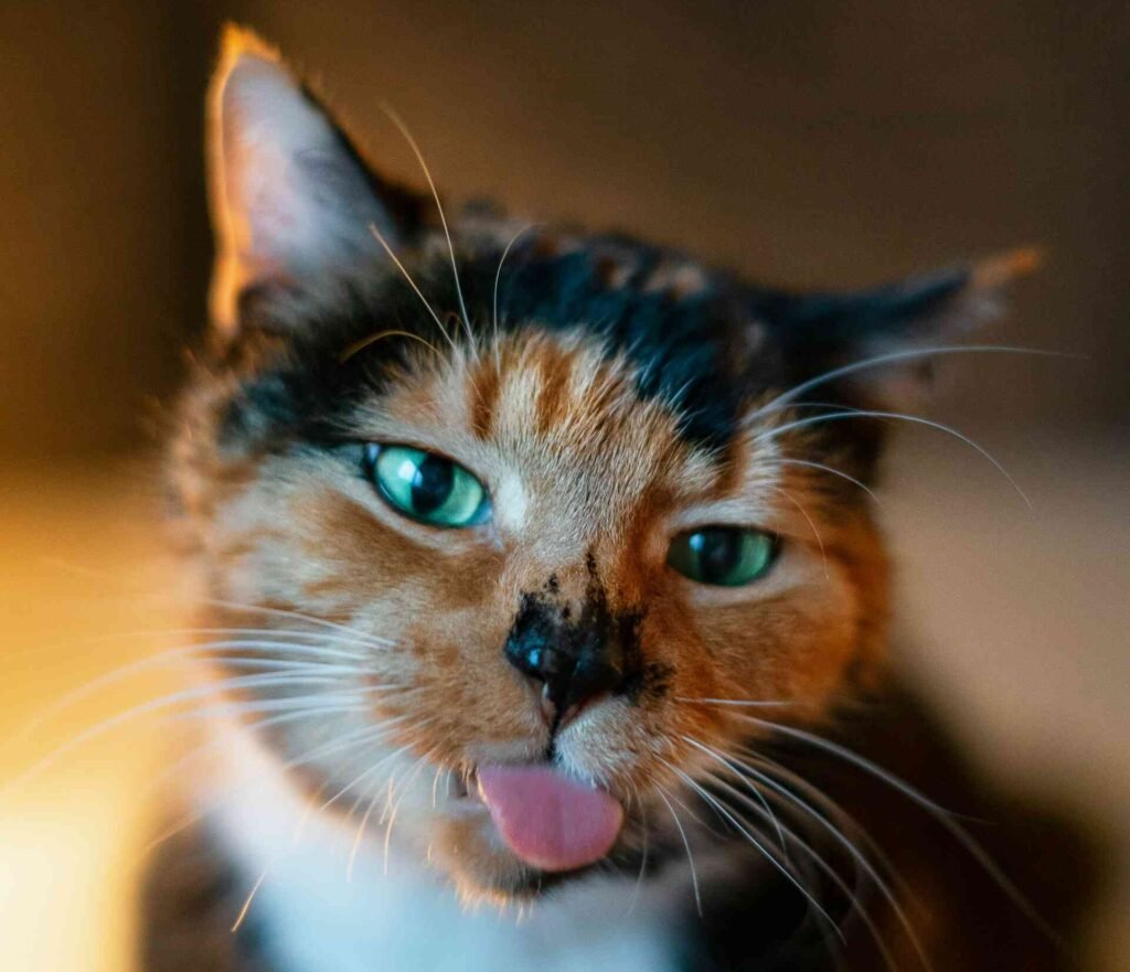 A close up cat with its tongue out.