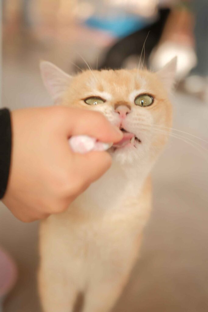 A person brushing a cat's teeth with a toothbrush.