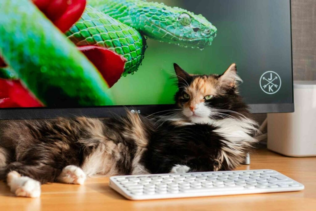 A cat lying in front of a tv picturing a green snake.