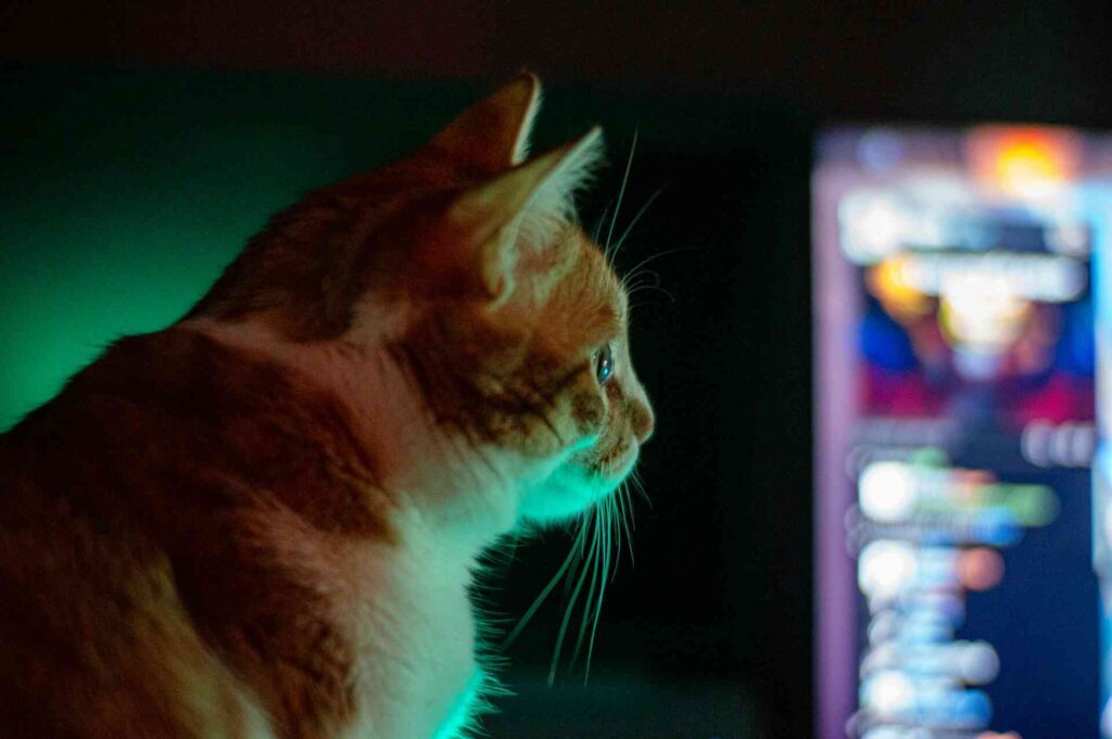 A cat watching tv.