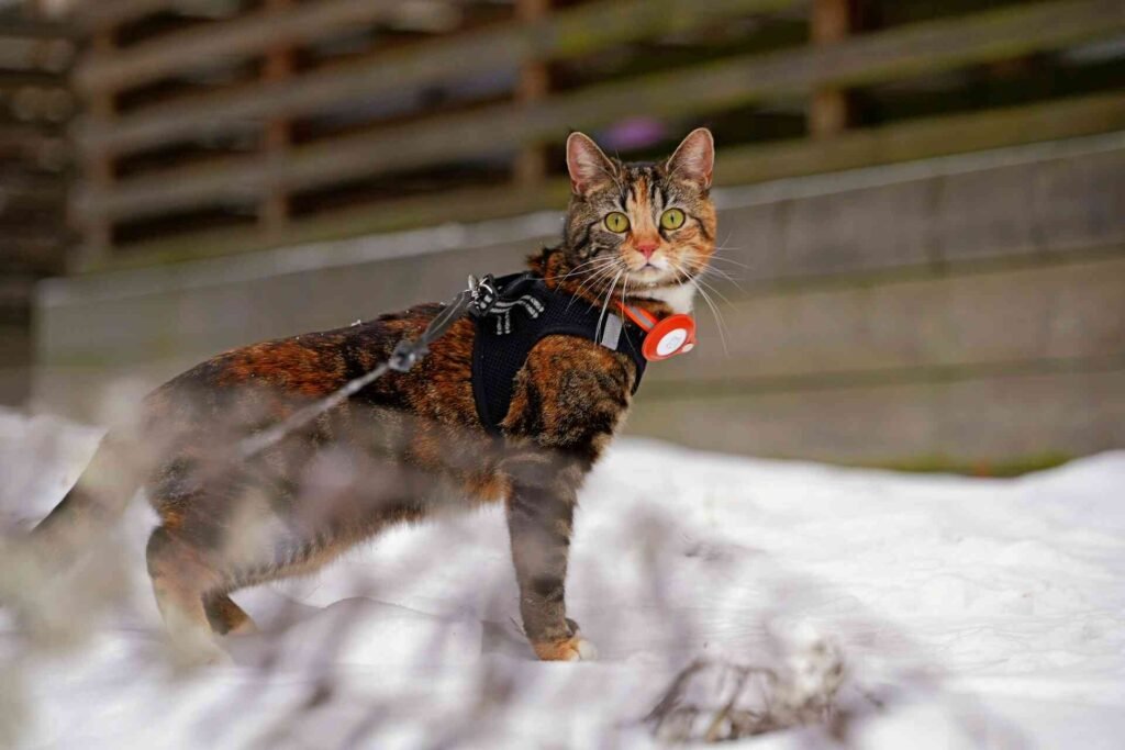 A cat wearing a harness with a leash in the snow.