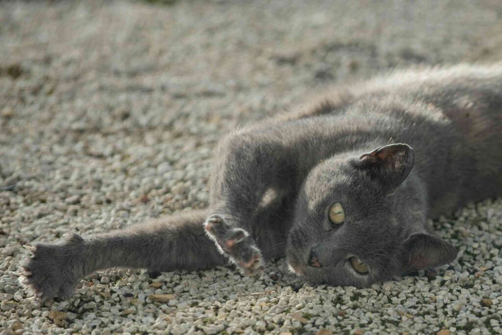 A grey cat with its claws out lying on gravel.