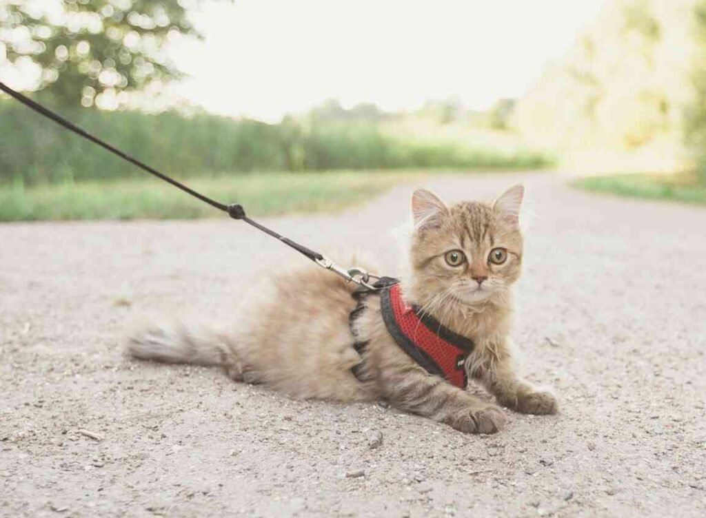 A cat with harness and leash sitting on the ground.