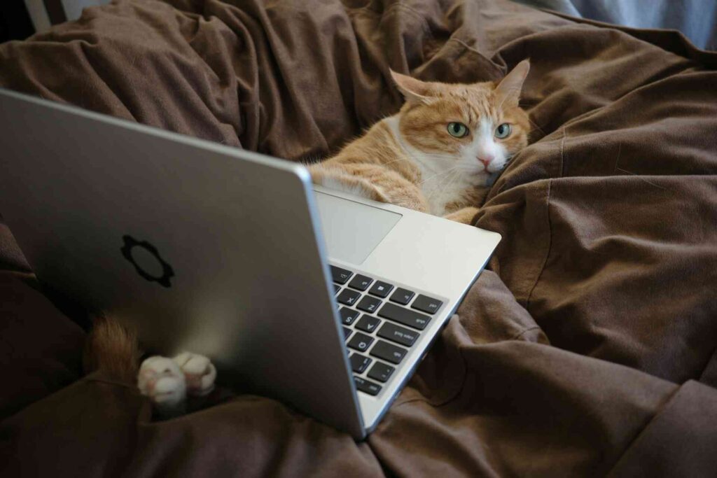 A cat lying on the sofa with a laptop on it.