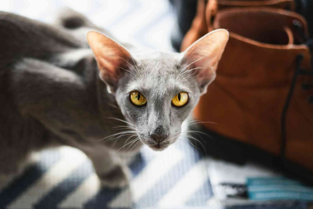 A gray cat with large and thin pointy ears looking at the camera.