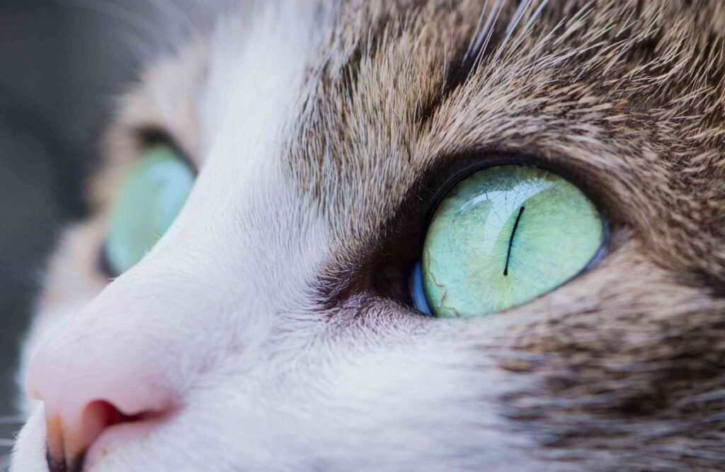 A close up of green cat eyes.