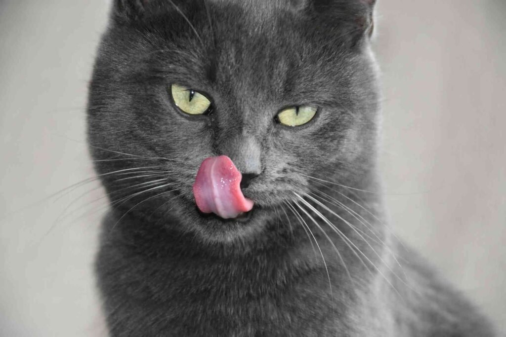 A grey cat licking its nose.