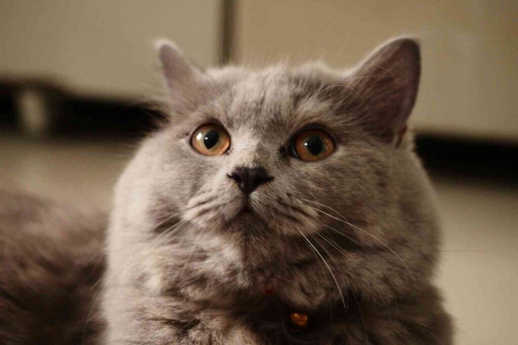 A grey cat with medium fur length.