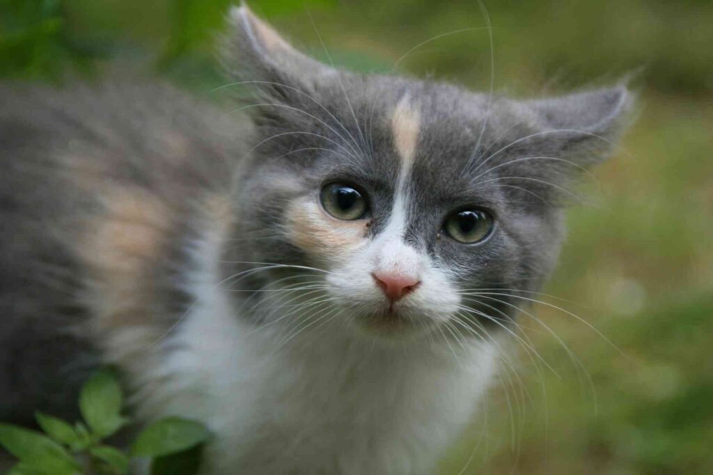 A kitten with flat ears standing in grass.
