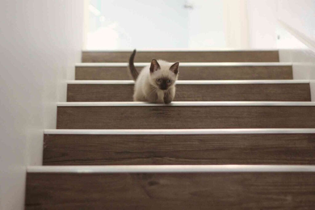A kitten going downstairs.