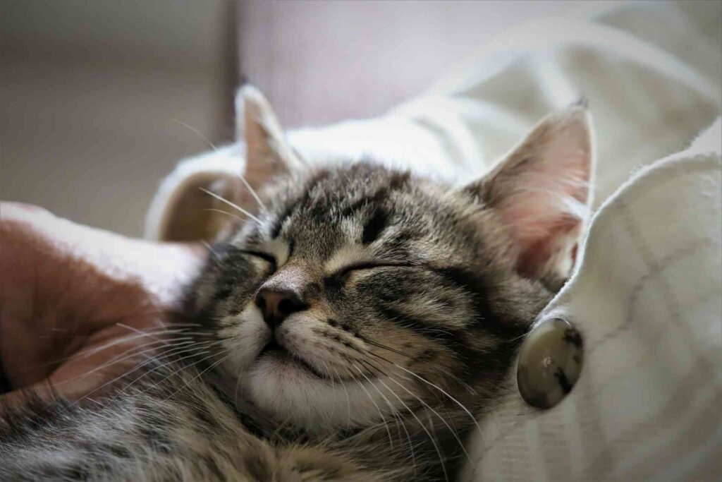 A tabby kitten sleeping on a couch in daylight.