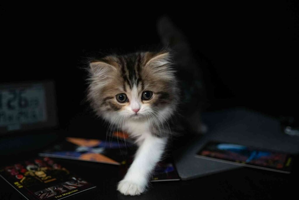 A kitten at night walking towards the camera with light.
