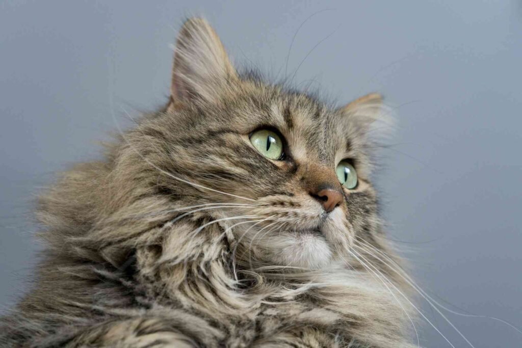 A fluffy cat with very long fur.