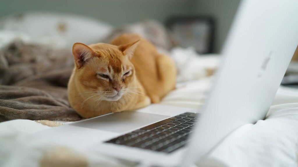 An orange cat looking at a laptop on a bed.