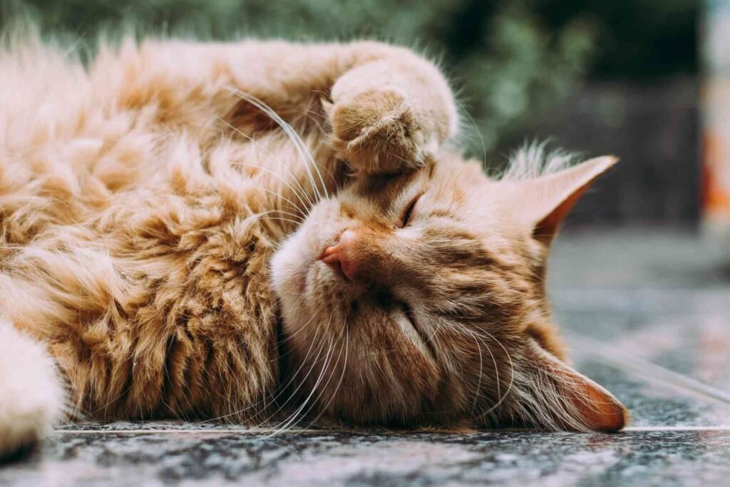 An orange persian cat with longer fur sleeping on the side.
