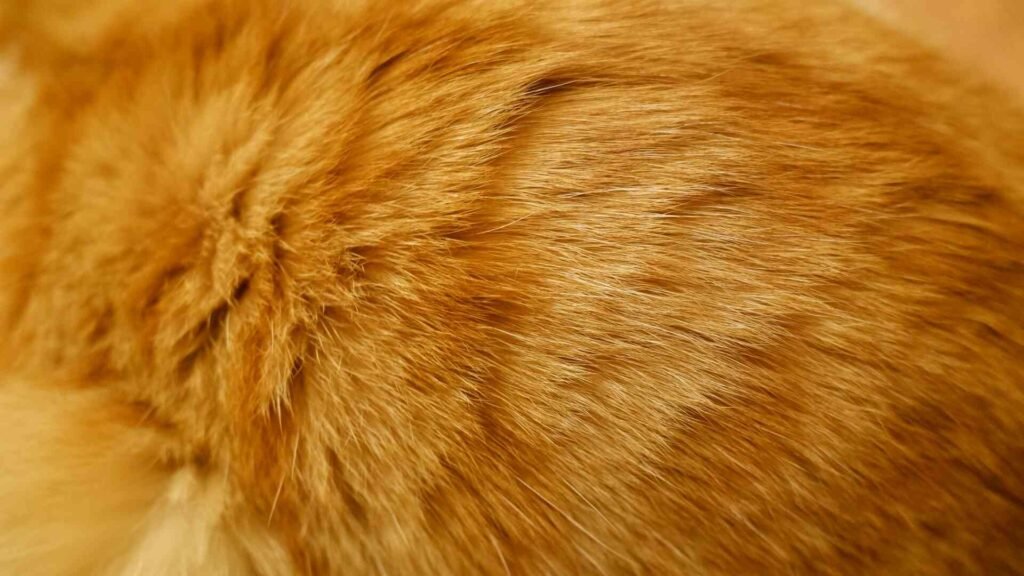 The fur of an orange cat close up.