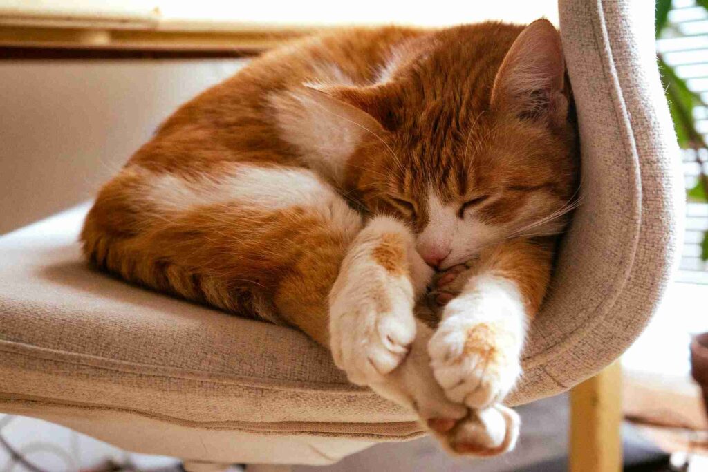 An orange cat sleeping in weird position on a chair curled up.