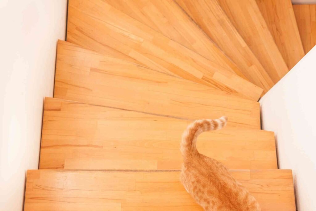An orange cat walking upstairs on bright wooden stairs.