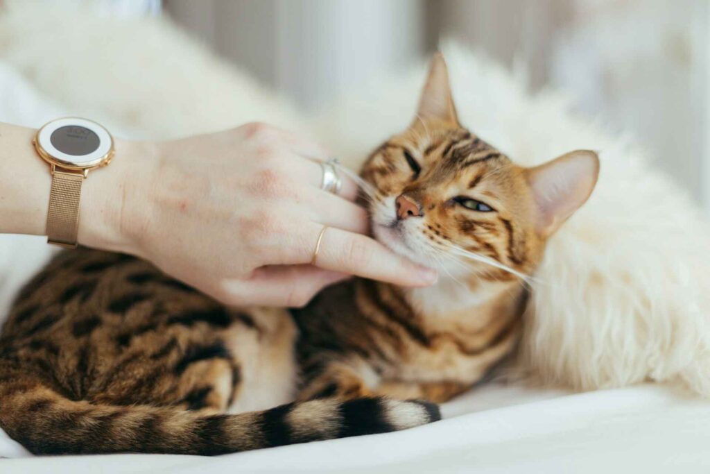 A person petting a cat close to its mouth.
