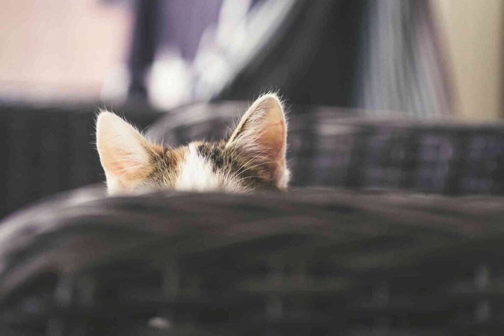 A cats pointy ears sticking out of a basket.