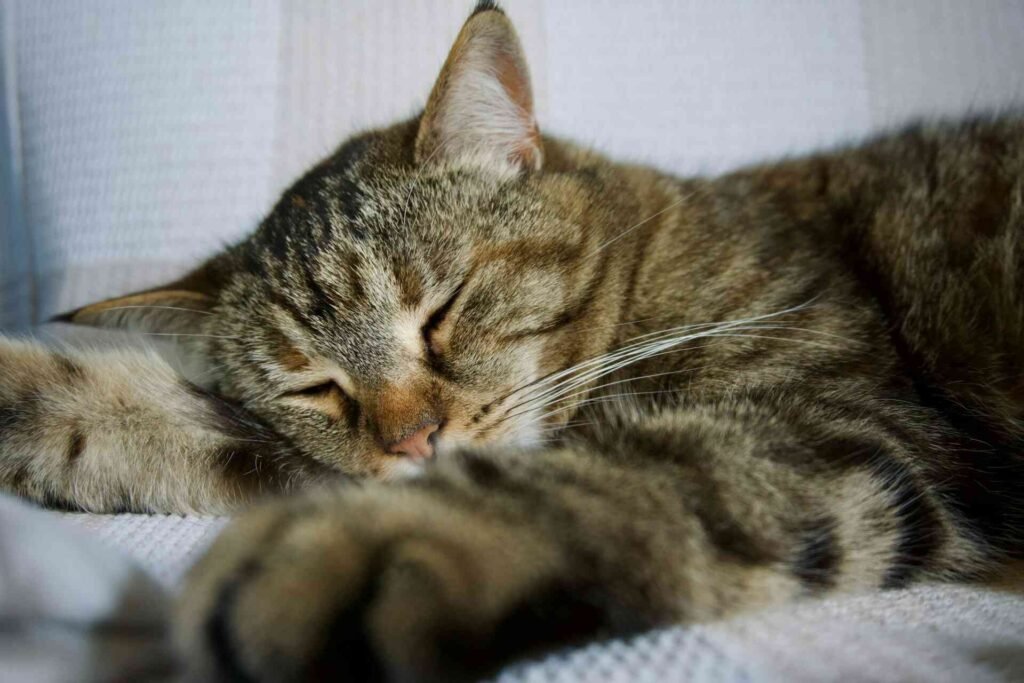 A relaxed sleeping tabby cat.