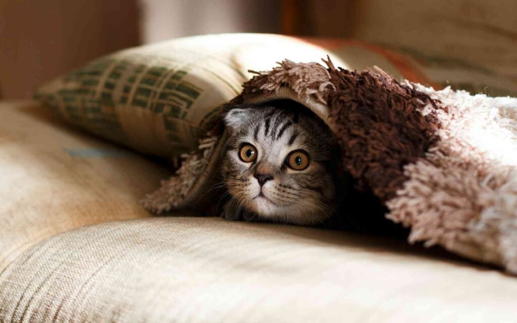 A scottish fold cat hiding under a blanket.
