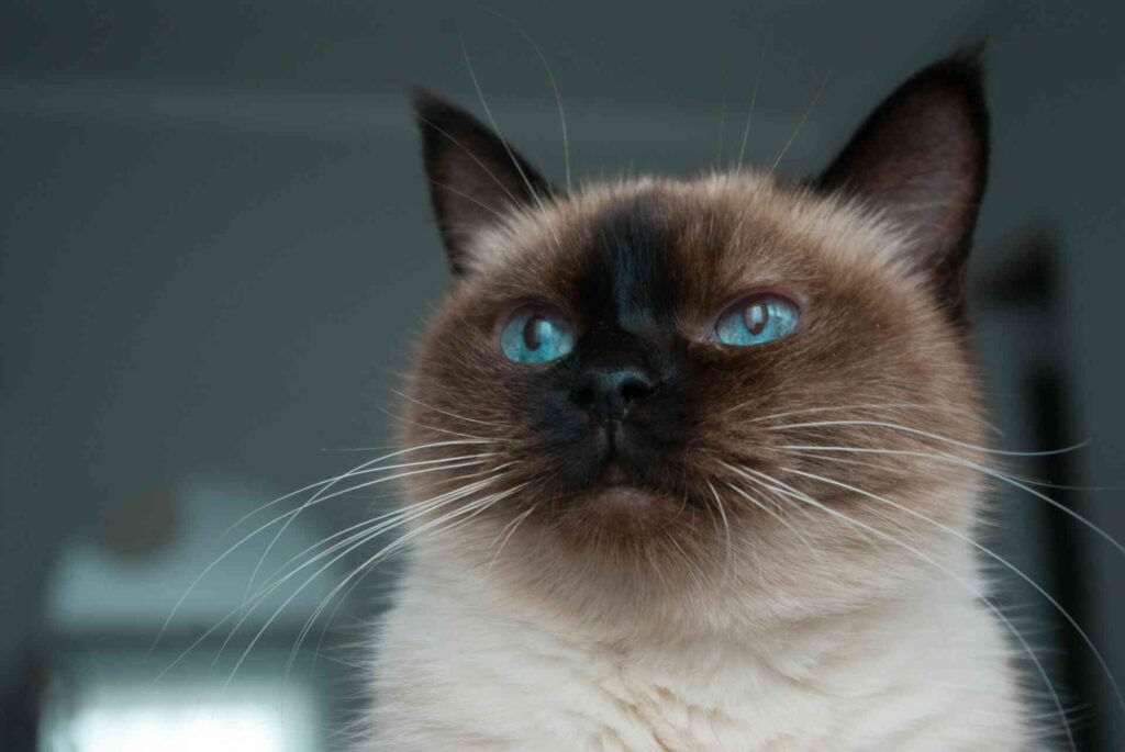 The rich blue eyes of a siamese cat.