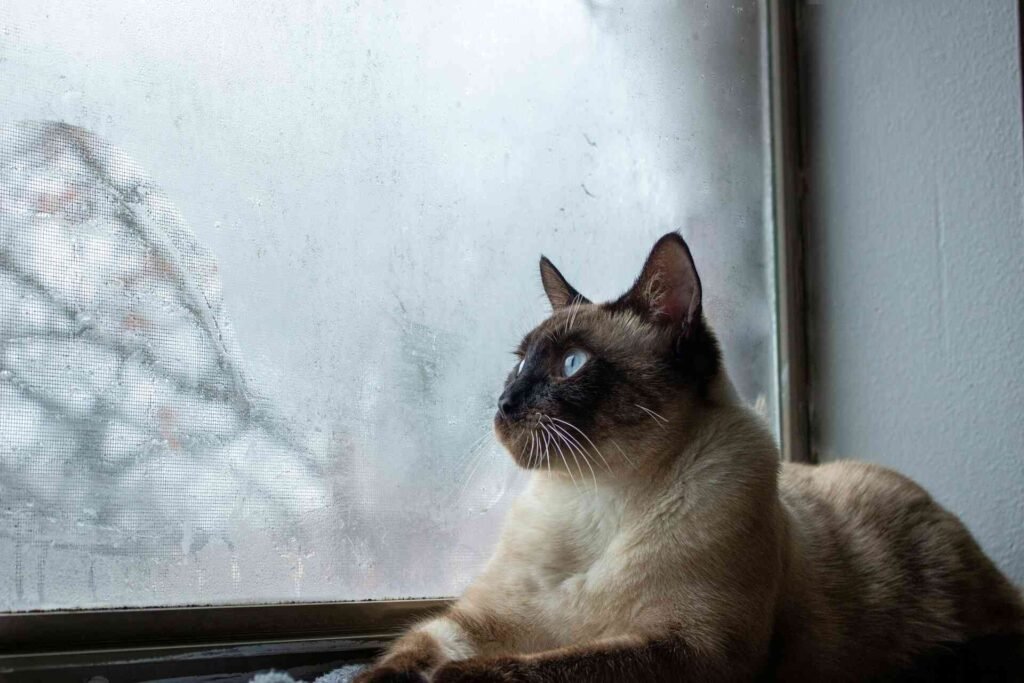 A siamese cat looking out of a window while its raining suggesting its a bad time to walk a cat.