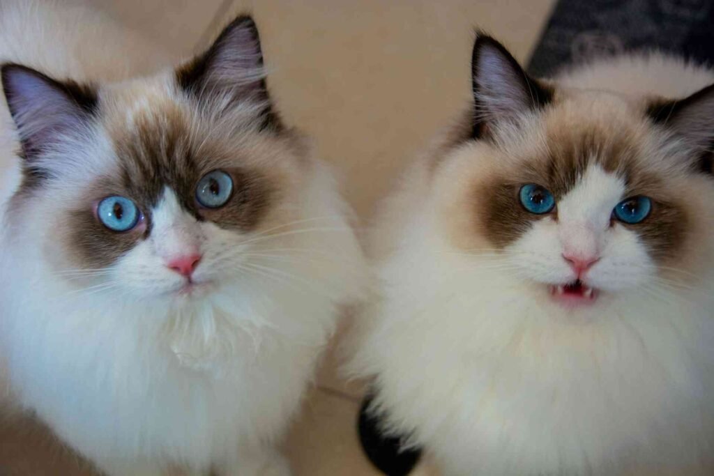 2 siamese twin cats looking into the camera.
