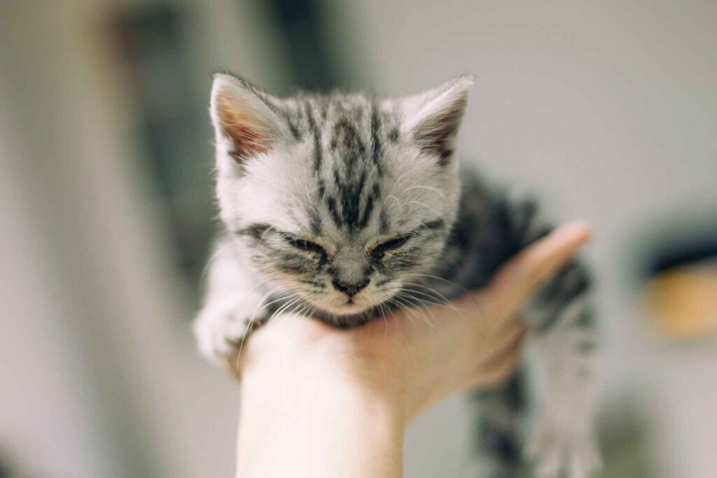 A silver tabby kitten on a persons hand.