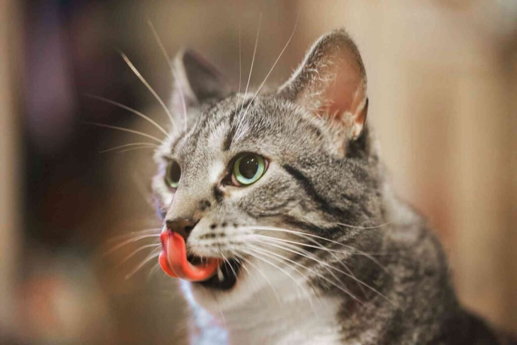 A silver tabby cat licks its nose with eyes wide open.