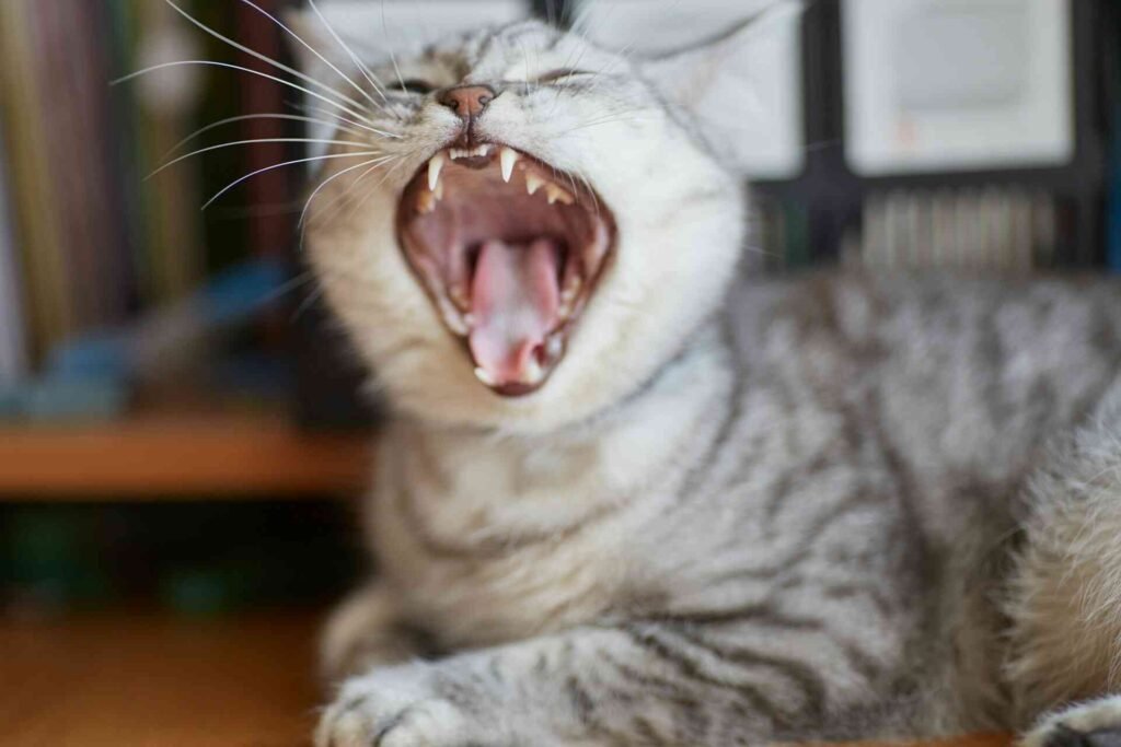 A silver tabby cat opening mouth wide.
