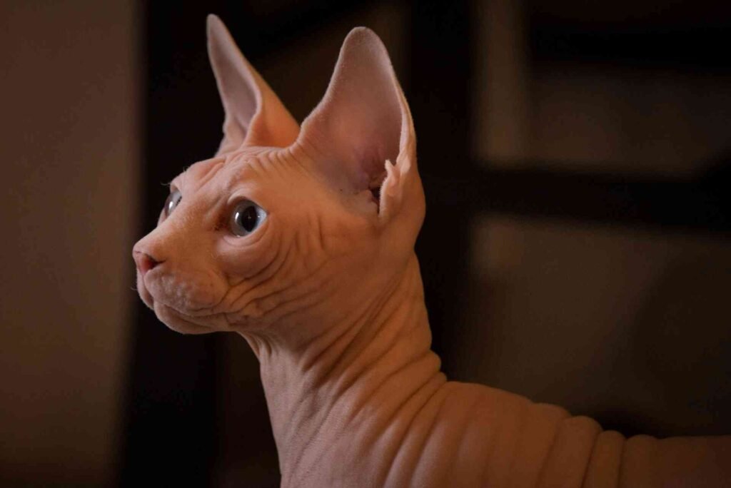 A sphynx hairless cat looking to the left.
