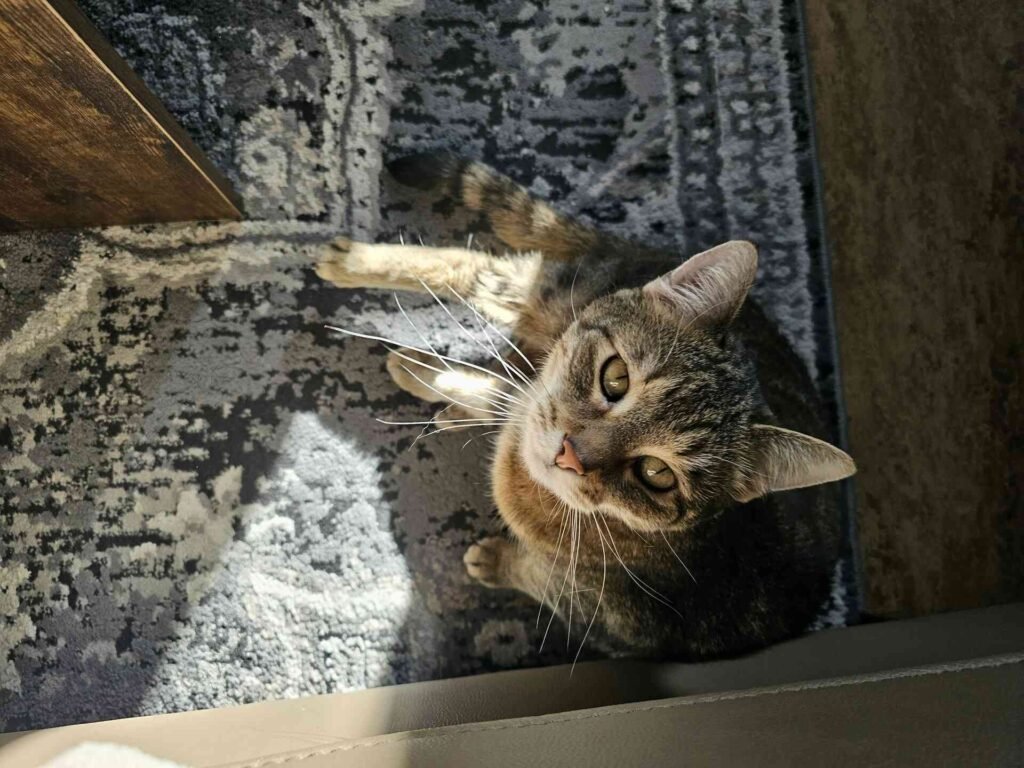 A cat sitting on a grey carpet looking up.