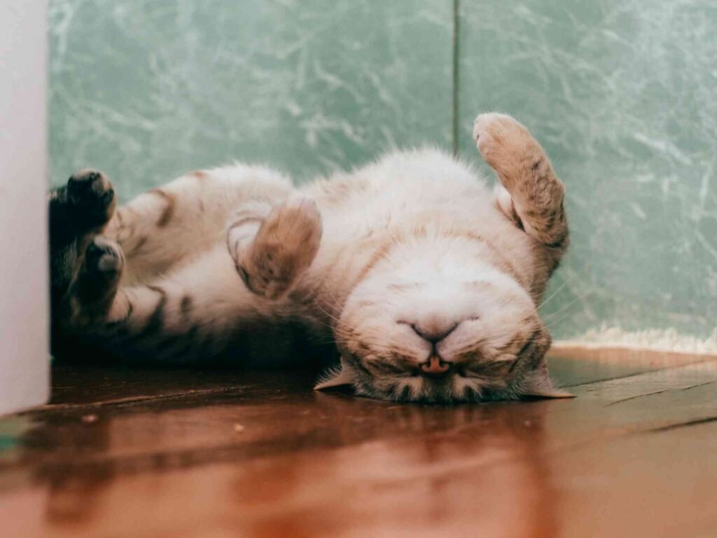 A strange cat lying upside down on a wooden floor.
