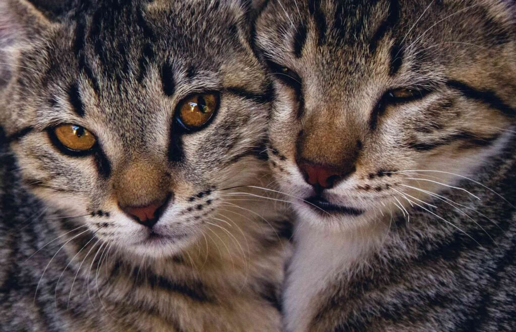 2 tabby cat twins with orange eyes snuggling.