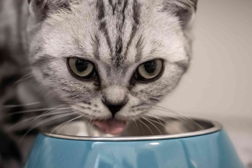 A silver tabby cat drinking out of a water bowl.