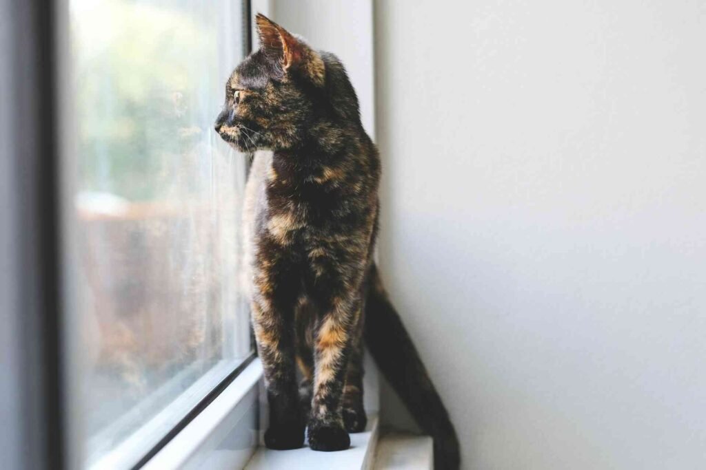 A cat with tortoiseshell coat looking out of a closed window.