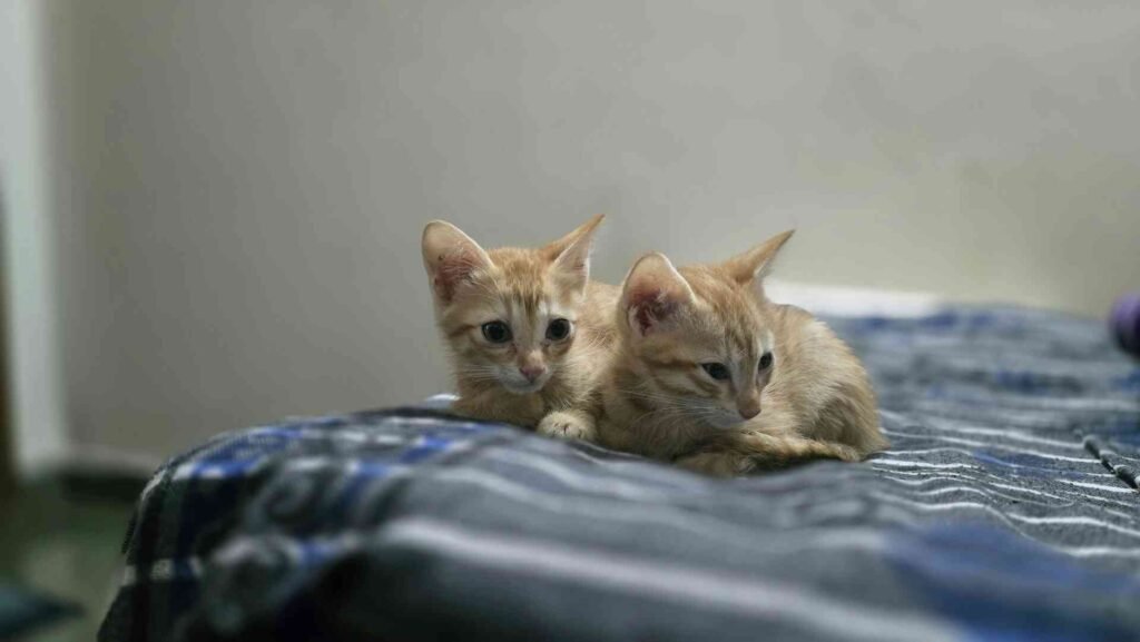 2 cute twin kittens lying on a bed.