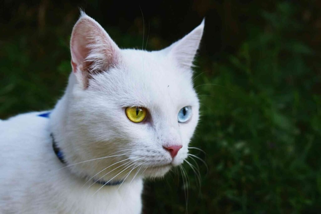 A white cat with heterochromia (different colored eyes).
