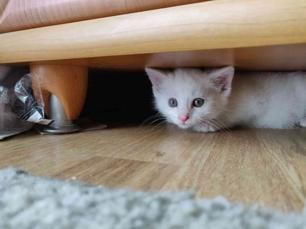 A white kitten hiding under a couch.