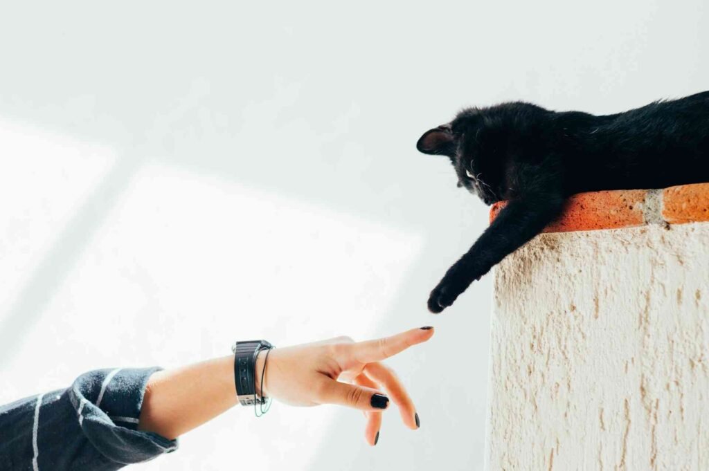 A women and a black cat reaching out their hand and paw to each other.