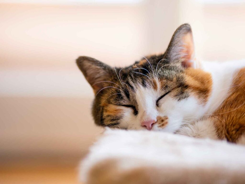 A cute sleeping calico cat with its head on a fluffy surface.