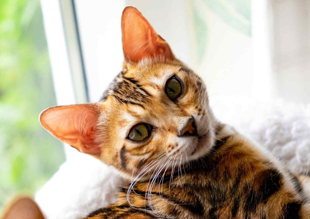 A bengal cat looking curiously into the camera.