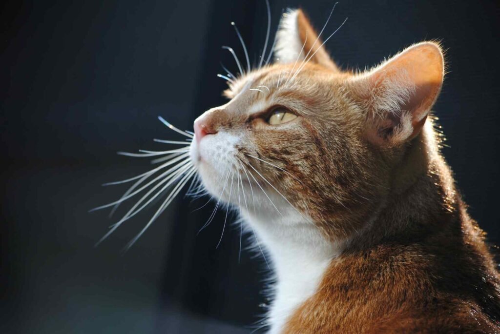 A curious cat gazing upwards.