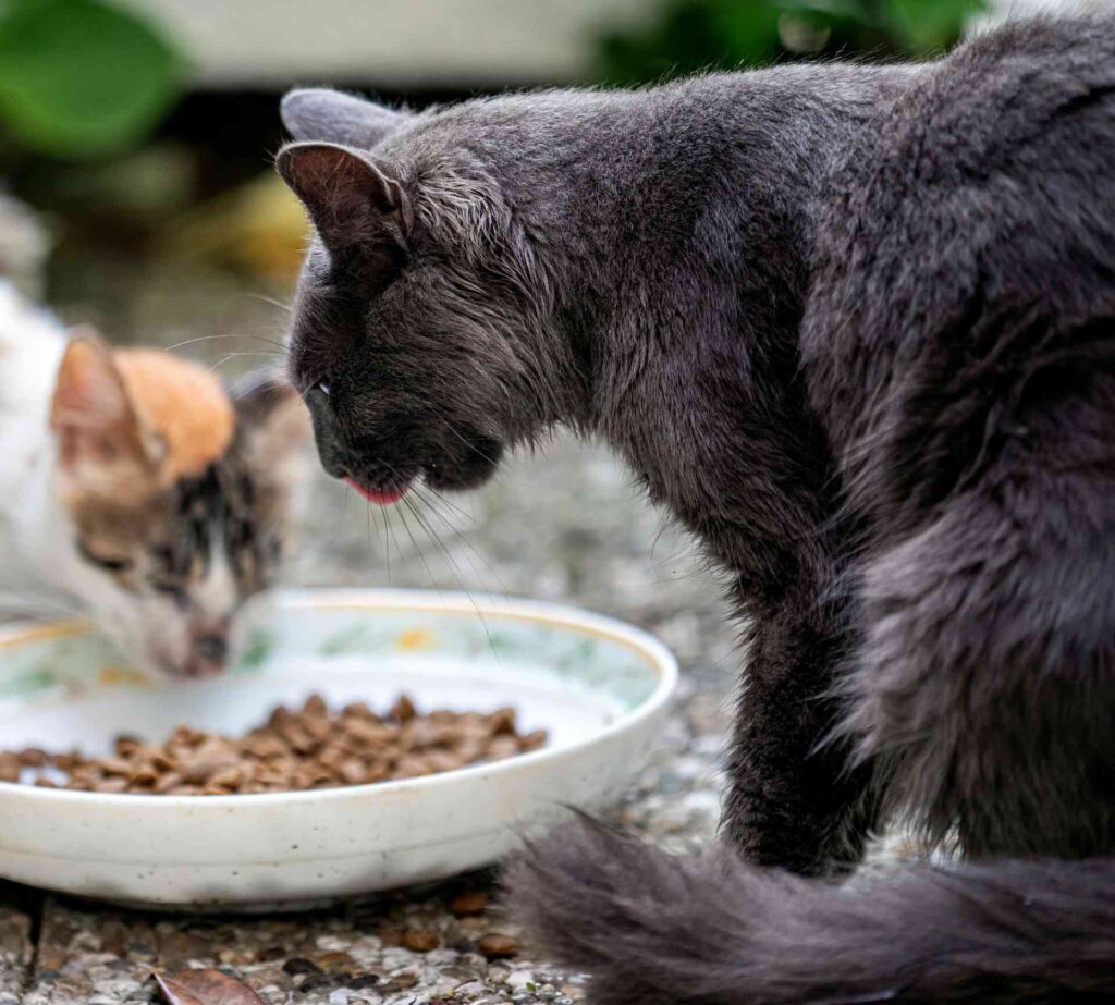 2 cats eating dry food out of a bowl outside.