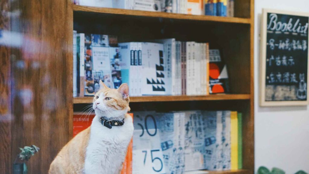A smart cat looking to the side with a bookshelf behind.