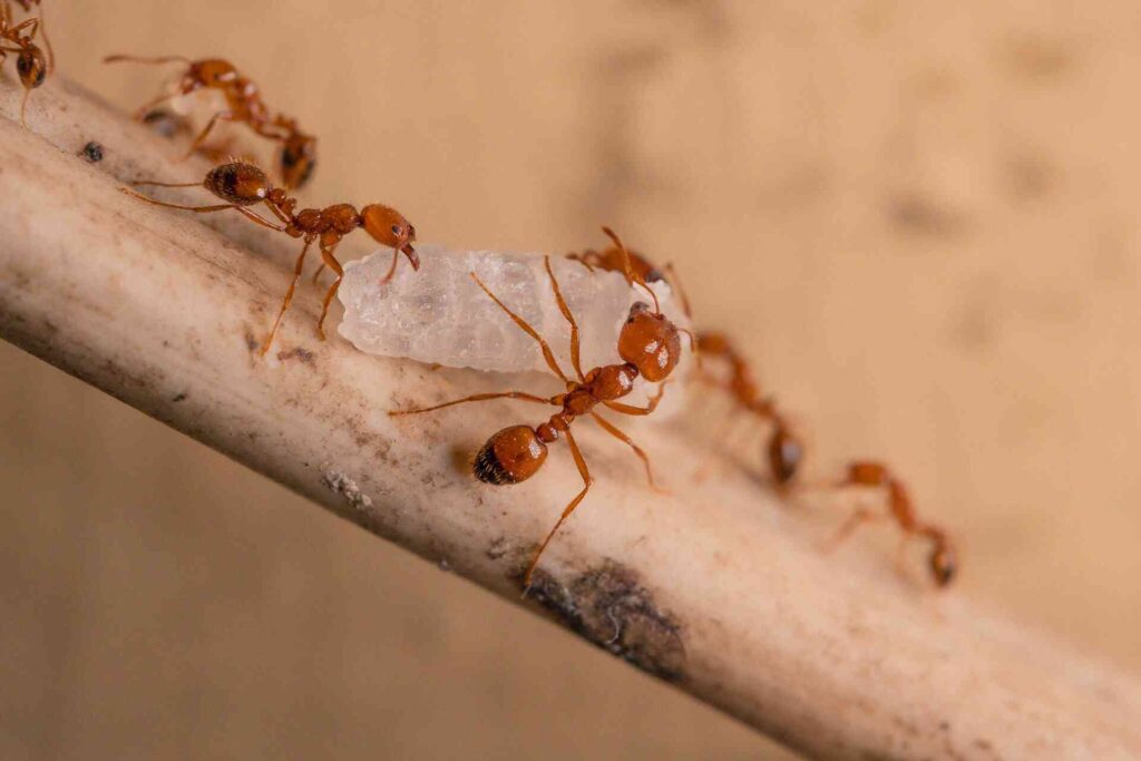 Ants carrying food over a stick.